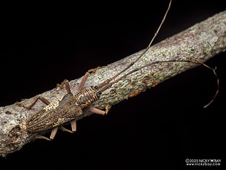 Longhorn beetle (Euthyastus binotatus) - P3303712