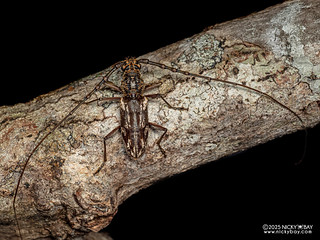 Longhorn beetle (Trirachys sp.) - P3303692