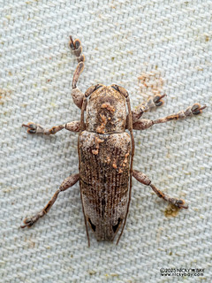 Longhorn beetle (Lamiinae) - P3303416