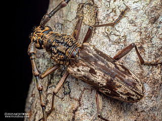Longhorn beetle (Trirachys sp.) - P3303695