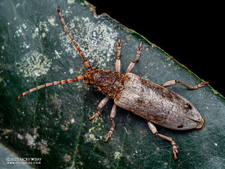 Longhorn beetle (Zatrephus pannosus) - P3282005