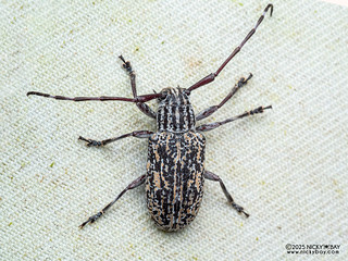 Longhorn beetle (Agelasta lecideosa) - P3281249