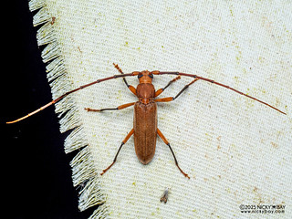 Longhorn beetle (Noserius tibialis) - P3270563