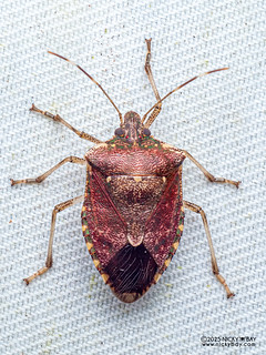 Stink bug (Cappaeini) - P3303466