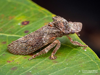 Leafhopper (Ledrini) - P3313965