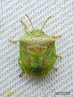 Stink bug (Pentatominae) - P3280883