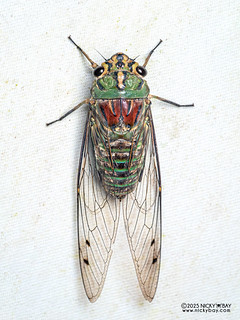 Cicada (Orientopsaltria montivaga) - P3270635