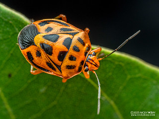 Variegated coffee bug (Antestiopsis sp.) - P3292838