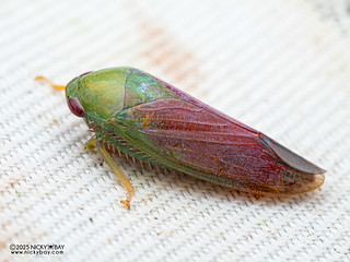 Leafhopper (Krisnini) - P3303414