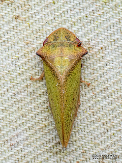 Leafhopper (Tituria sp.) - P3292433