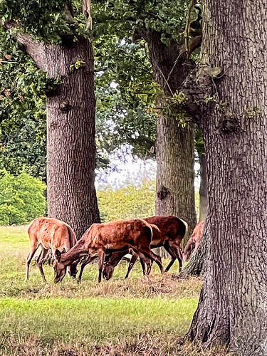 The Deer park | by cattan2011