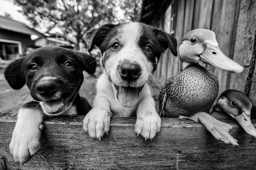 Pets and Fences in Black and White | by Salvador González-Barba