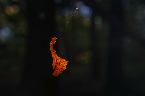 Trapped Leaf | by pbrucher