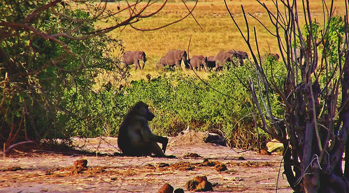 BOTSWANA- Chobe-Nationalpark, Pavian schaut Richtung Namibia zu einer ankommenden Elefantenherde,  23943 | by roba66