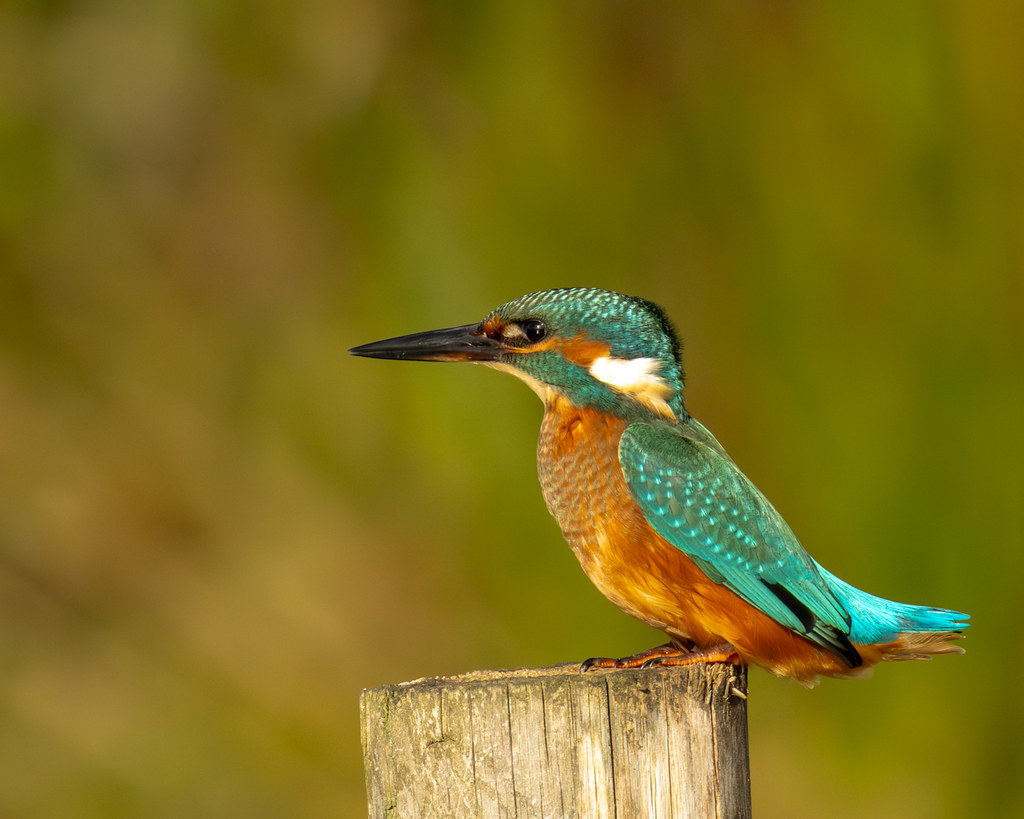 Kingfisher - Alcedo Atthis