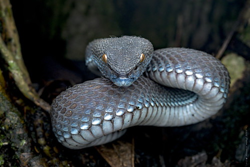 Singapore Mangrove Shore Pit viper (Blue Morph) - Trimeresurus purpureomaculatus | by mokyf