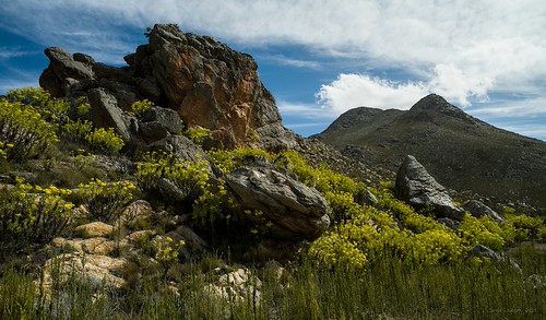 Swartberg pass flowers and outcrop