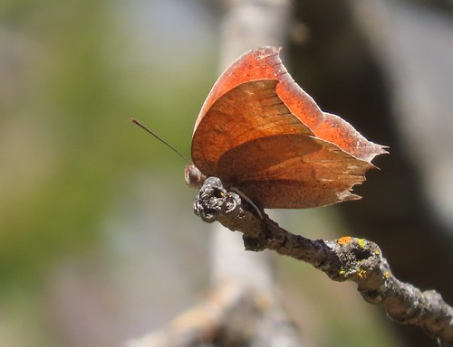 Goatweed Leafwing | by Bug Eric