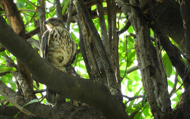 鳳頭蒼鷹/無限台南