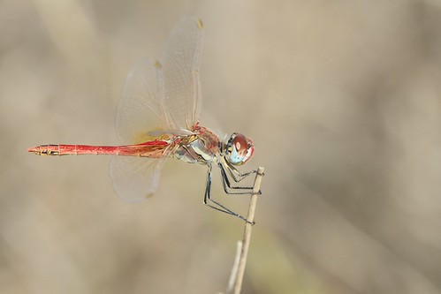 Sympetrum fonscolombii