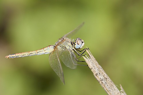 Sympetrum fonscolombii