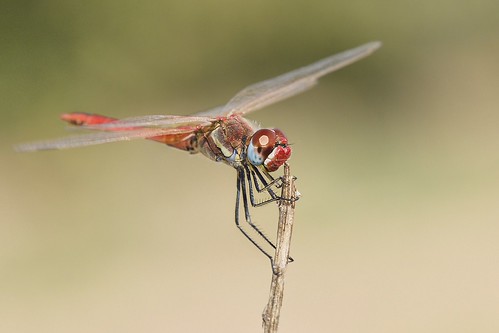 Sympetrum fonscolombii