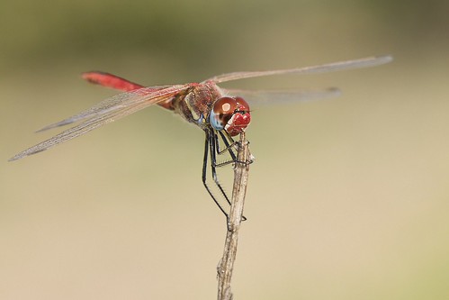 Sympetrum fonscolombii