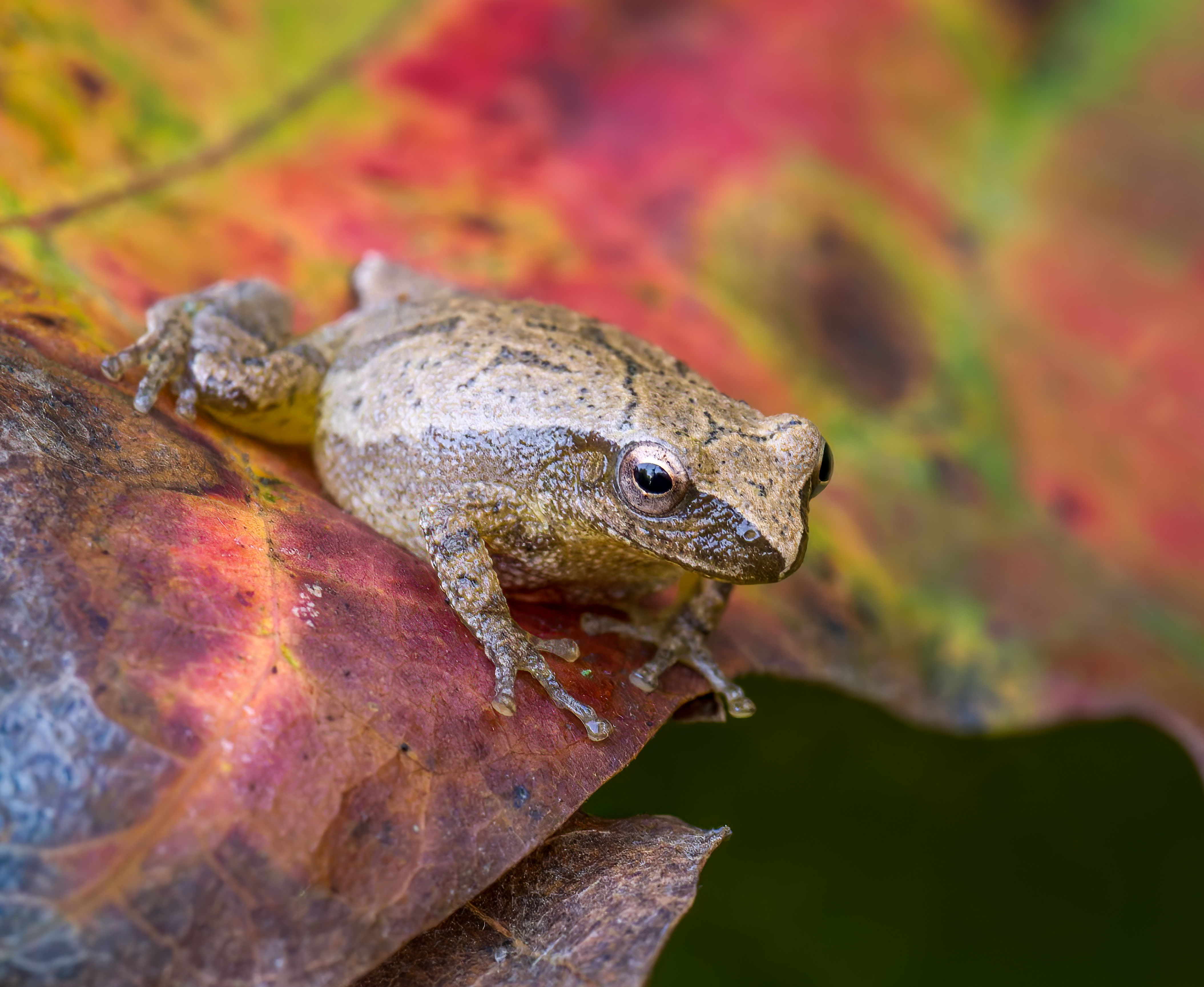 Spring peeper in mid October | Backcountry Gallery Photography Forums