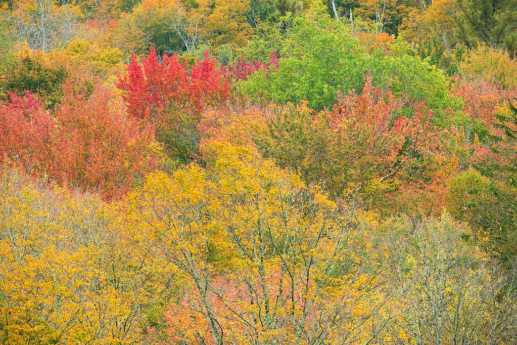 A telephoto slice of hillside packed with red maples, yellow birches and a few trees still green.