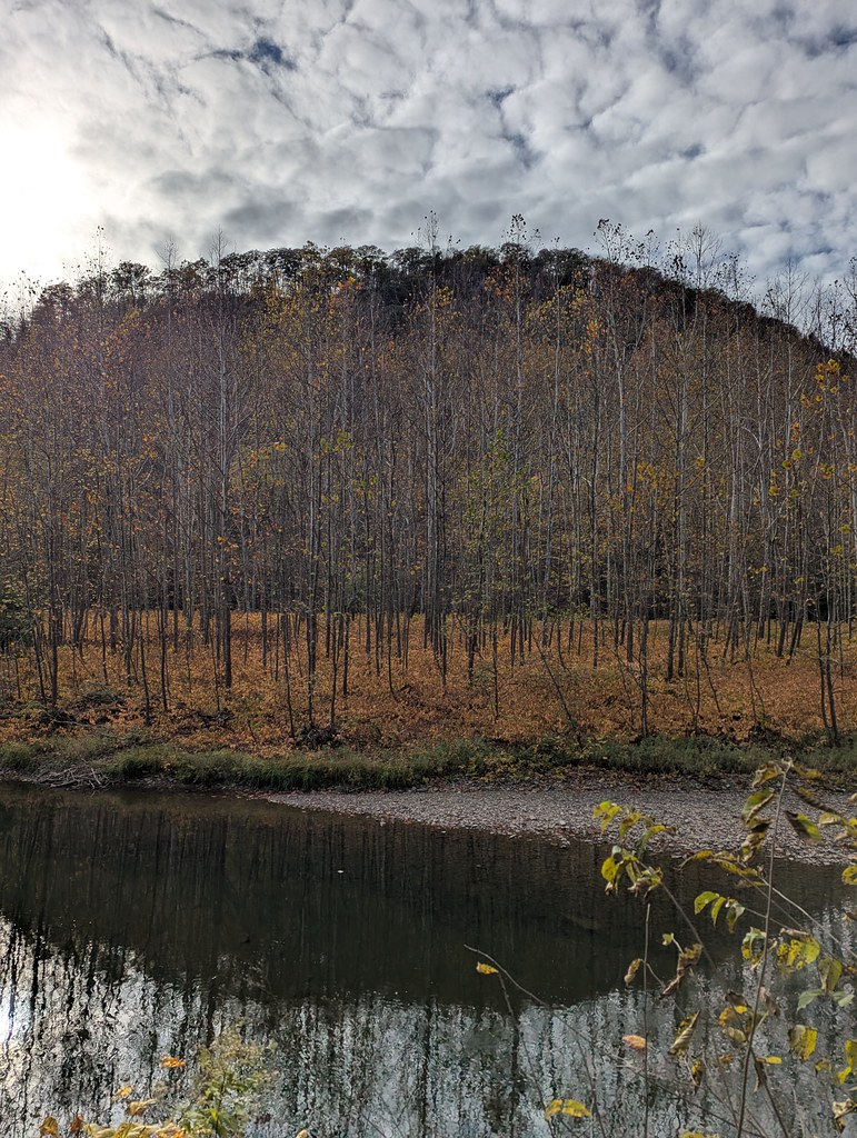 A stand of tall thin trees, nearly bare with a few yellow leaves, rises over an orange forest floor beside the creek.