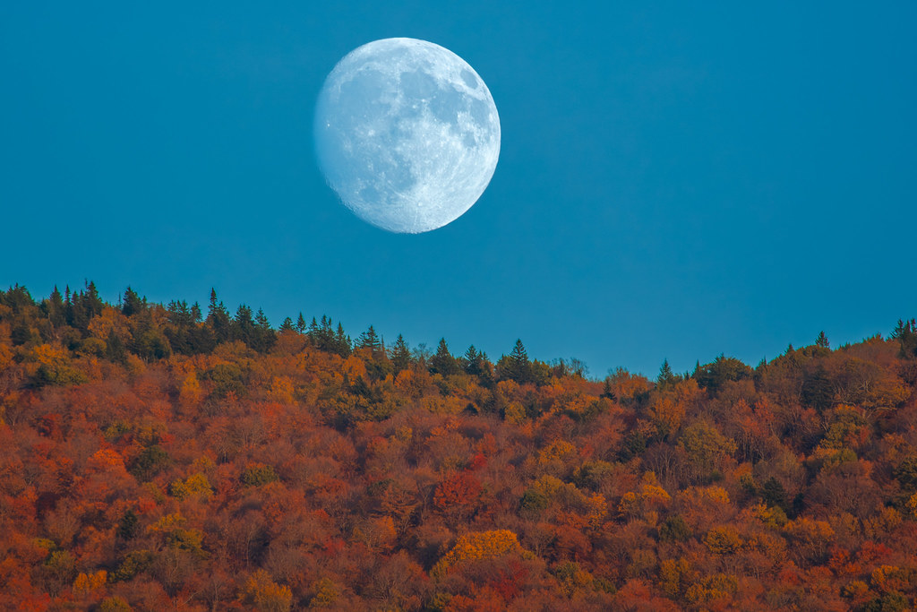 The moon rises over a ridge whose hardwoods have turned rust, orange and gold below a line of spruce.