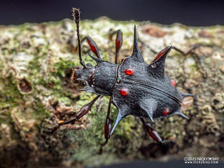 Handsome fungus beetle (Cacodaemon sp.) - P4276149
