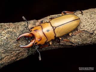 Stag beetle (Prosopocoilus occipitalis) - P4276113