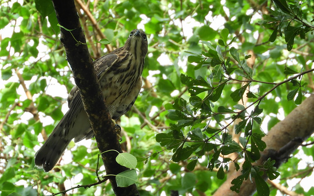 鳳頭蒼鷹/無限台南
