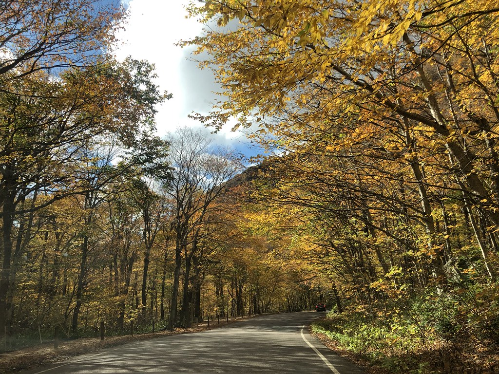 Sun lights a tunnel of yellow beech and birch over the road, some crowns already thinning.