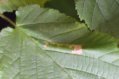 Geb&auml;nderte Haselblatt-Miniermotte (Phyllonorycter nicellii)