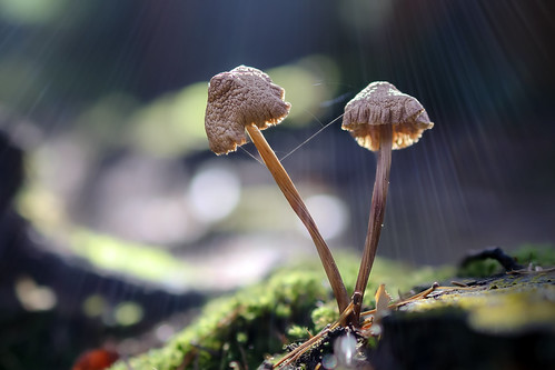 Mushrooms in the sun | by janykiel