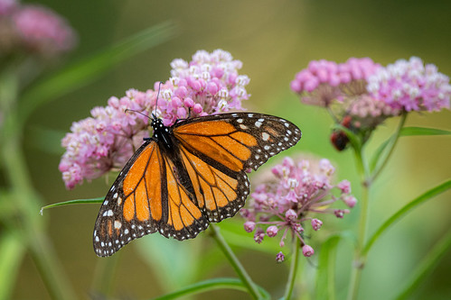 Faded Monarch | by Abe C
