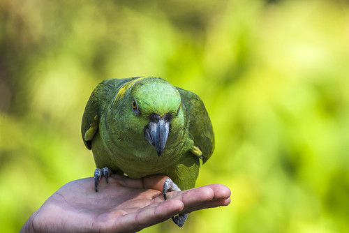 Yellow-naped Amazon Parrot (Gabby) - Fresno Chaffee Zoo - Winged Wonders bird show | by Gmlskis