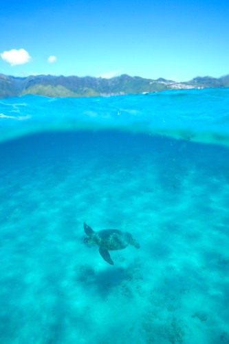 Hawai‘i Kai Honu