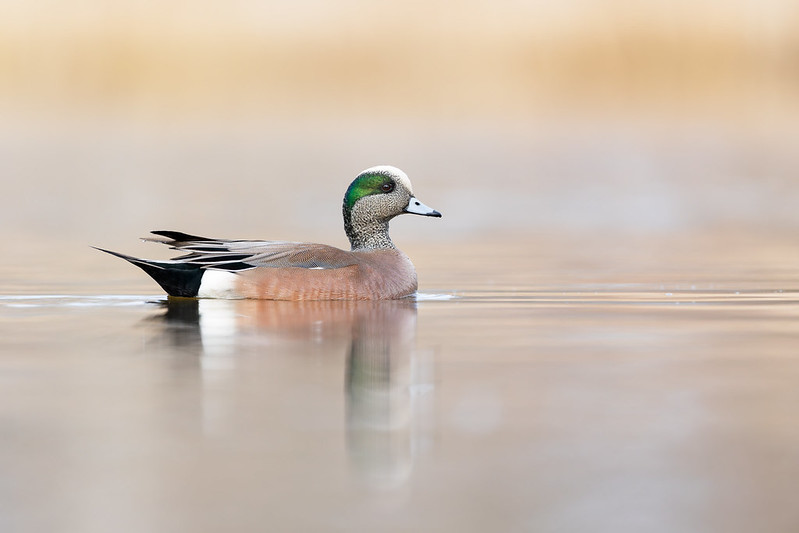 Mareca americana | American Wigeon | amerikansk bläsand
