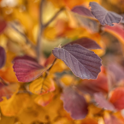 Fall Colors | by mclcbooks