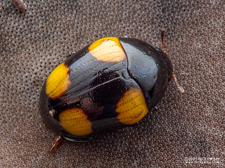 Pleasing fungus beetle (Tritomini) - P7059667