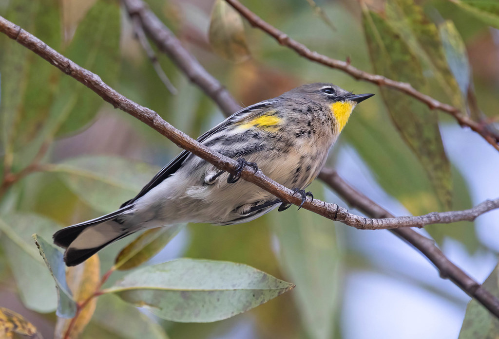 Yellow Rumbi's Yellow-rumped Warbler | John Scharpen | Flickr