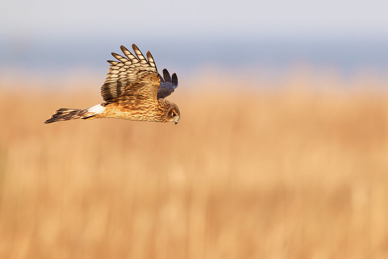 Circus hudsonius | Northern Harrier | amerikansk kärrhök