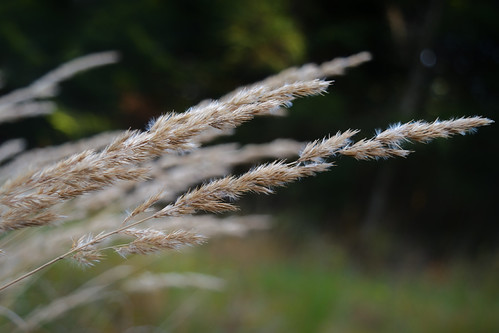 Dry autumn grasses