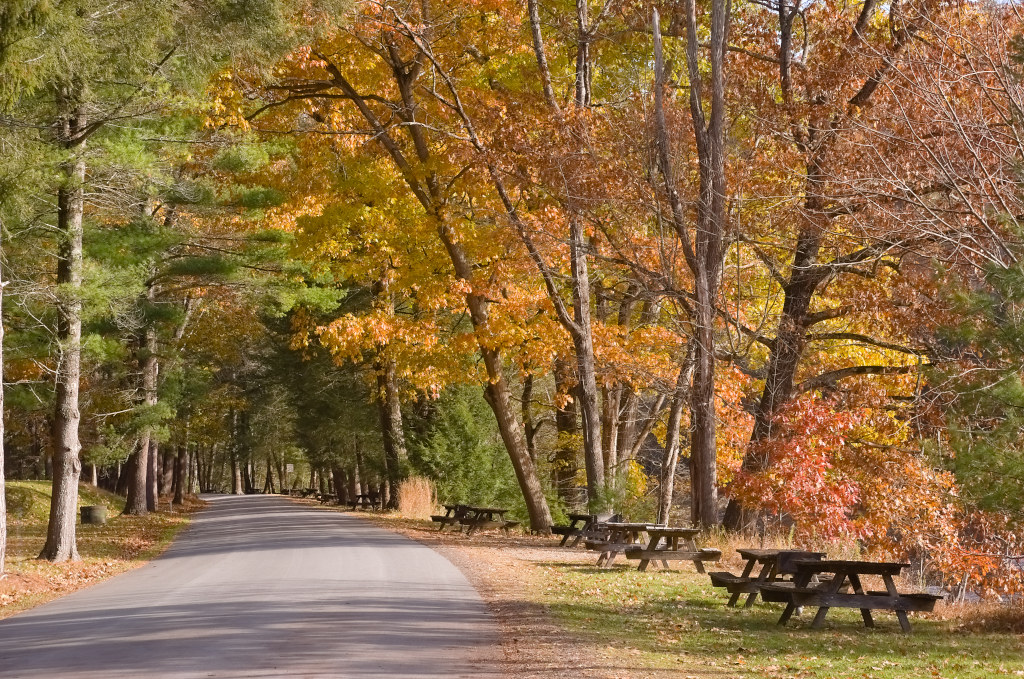 Oaks and maples in orange, gold and red arch over a quiet road and picnic tables, with white pines in green.