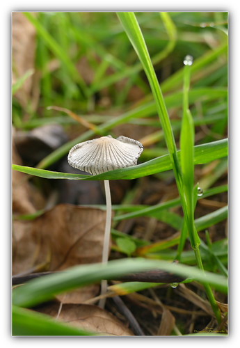 fragile | by Altair2134
