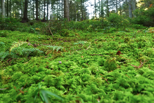 Moss and forest floor