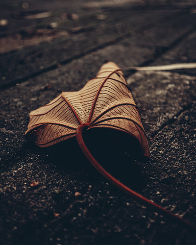 Silent Autumn